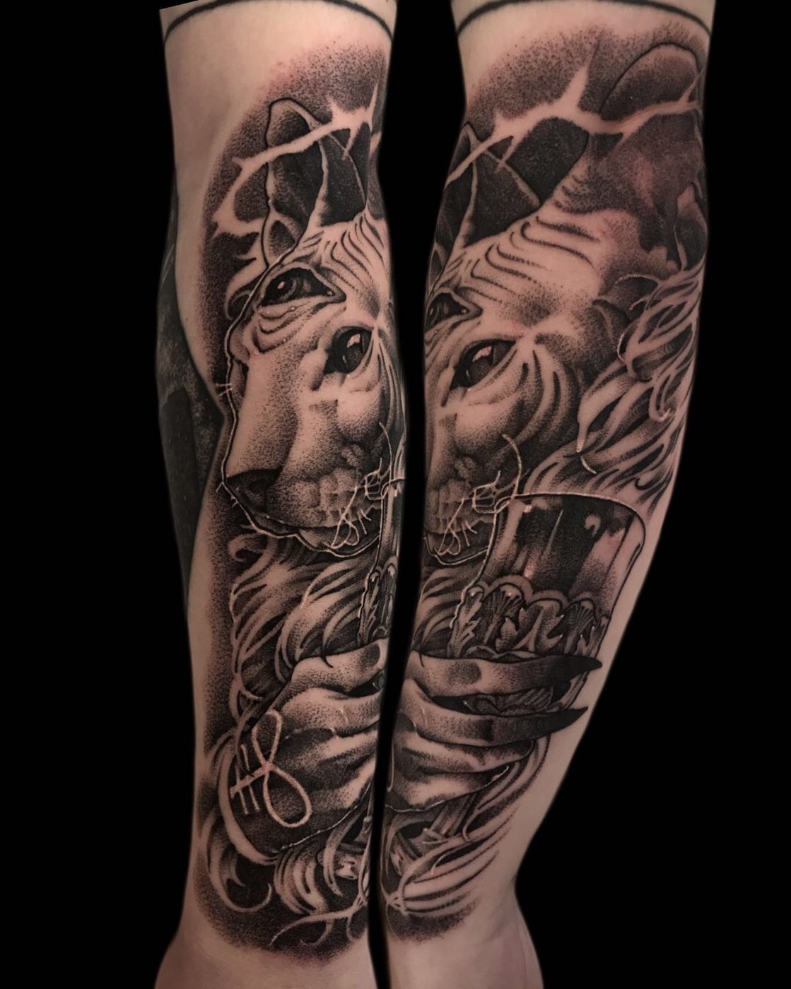 Sphynx Cat